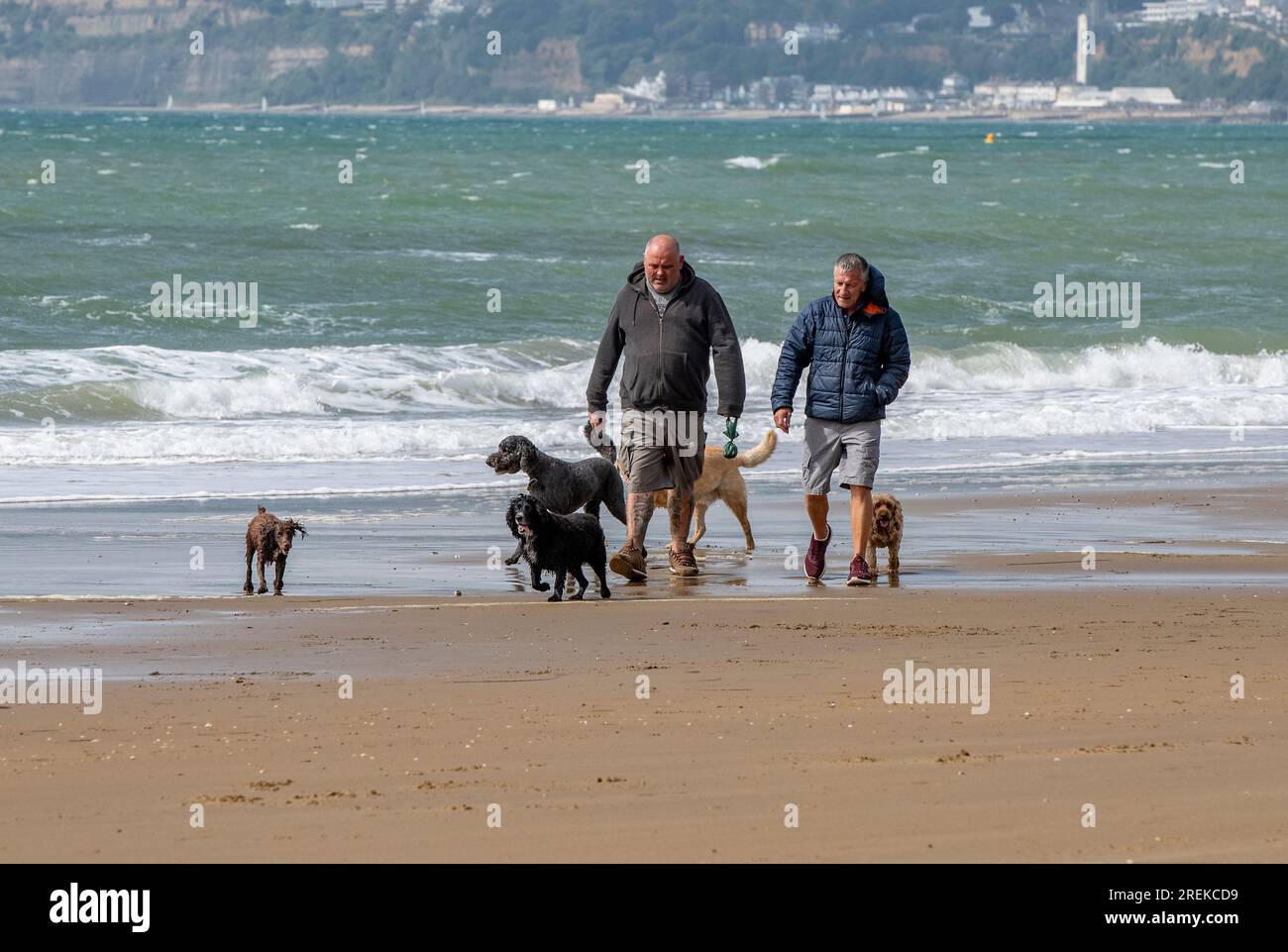 Zwei Männer mittleren Alters gehen mit einer großen Anzahl von Hunden am Strand zusammen in sandown auf der Insel wight spazieren. Stockfoto