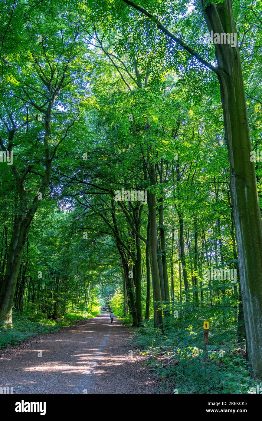 Der Duisburg City Forest, ein Waldgebiet von ca. 600 ha im Südosten von Duisburg, NRW, Deutschland, Stockfoto