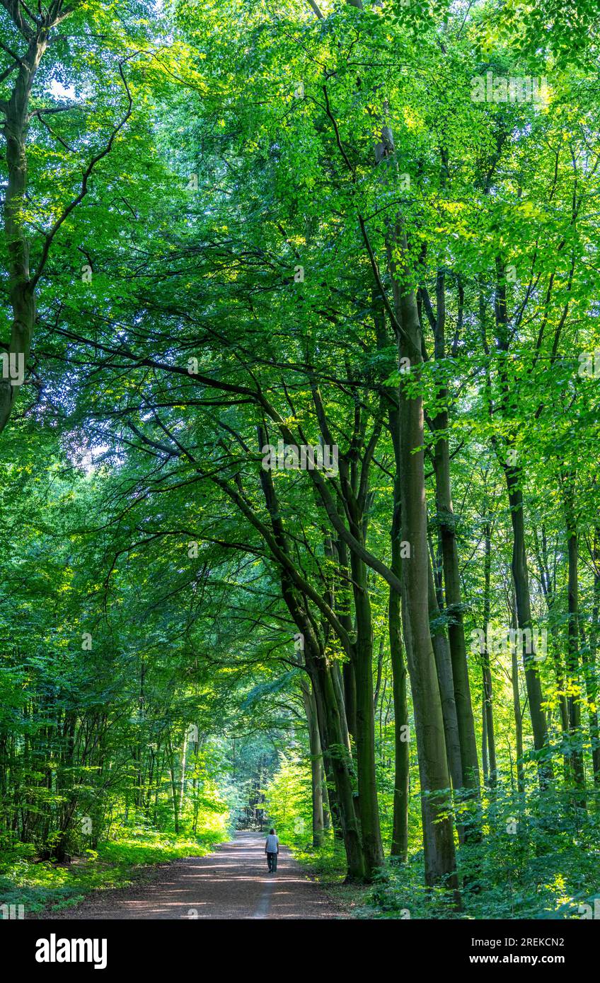 Der Duisburg City Forest, ein Waldgebiet von ca. 600 ha im Südosten von Duisburg, NRW, Deutschland, Stockfoto