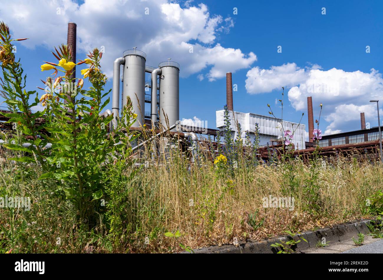 Natur im Kokereiwerk Zollverein, in der Zollverein-Grube, blühende Wiesen zwischen Bandbrücken, Schornsteine, Chemieanlagen, Kokereibatterien, NR Stockfoto