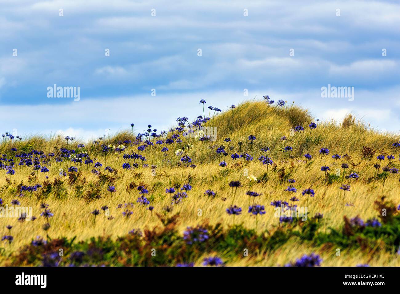 Dünenlandschaft, Blaue und Weiße Lilien des nils (Agapanthus), Liebesblumen, Insel Tresco, Scilly-Inseln, Cornwall, England, Großbritannien Stockfoto