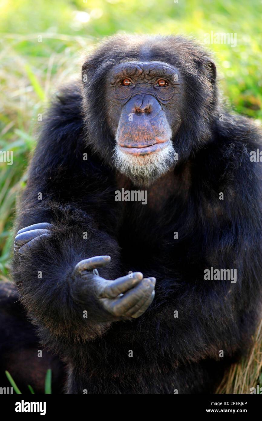 Schimpanse Schimpanse Pan t. troglodytes Erwachsener mit bettelnder Geste Porträt Vorkommen: Afrika Afrika Stockfoto