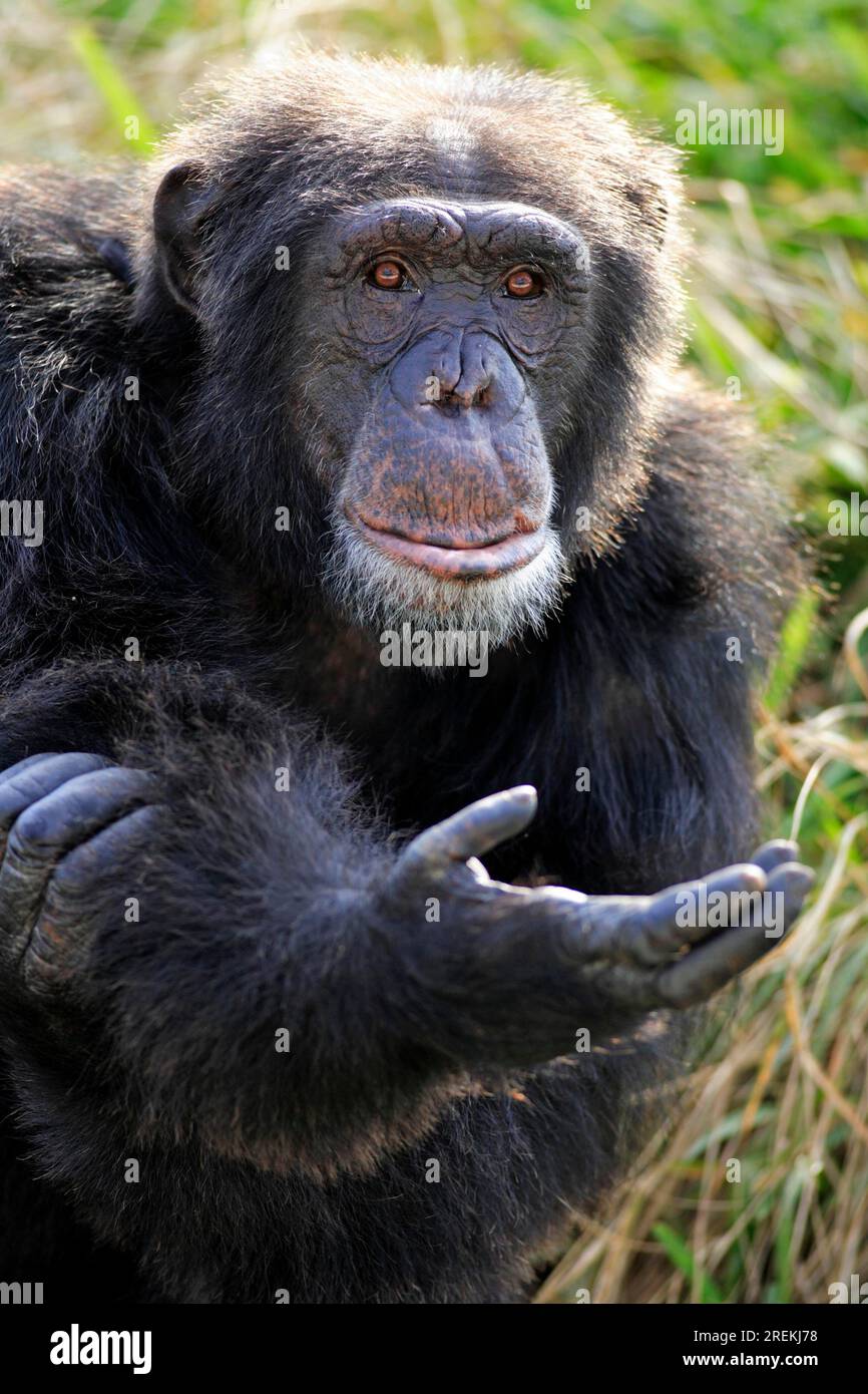 Schimpanse Schimpanse Pan t. troglodytes Erwachsener mit bettelnder Geste Porträt Vorkommen: Afrika Afrika Stockfoto