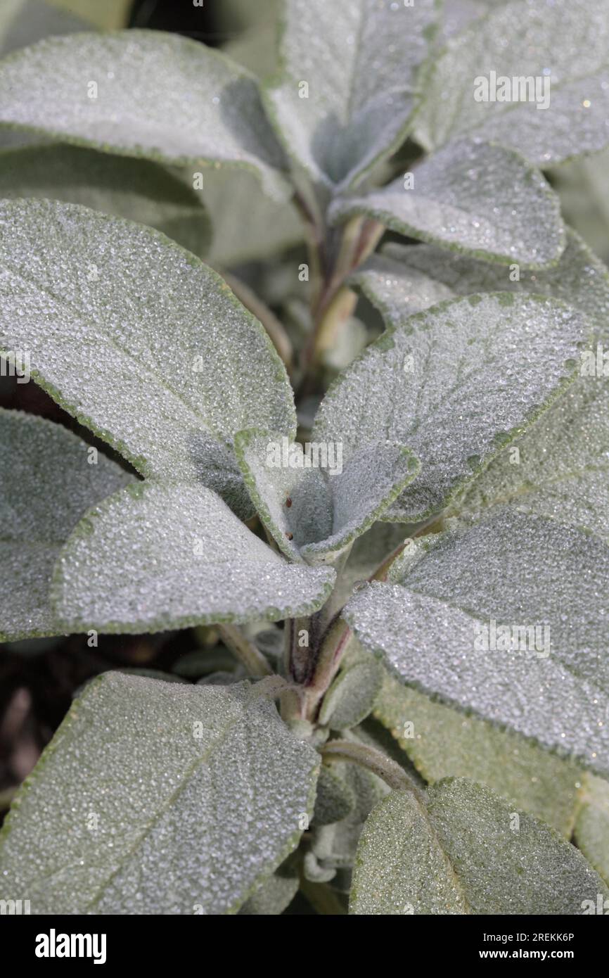 (Salvia officinalis) Berggarten Stockfoto