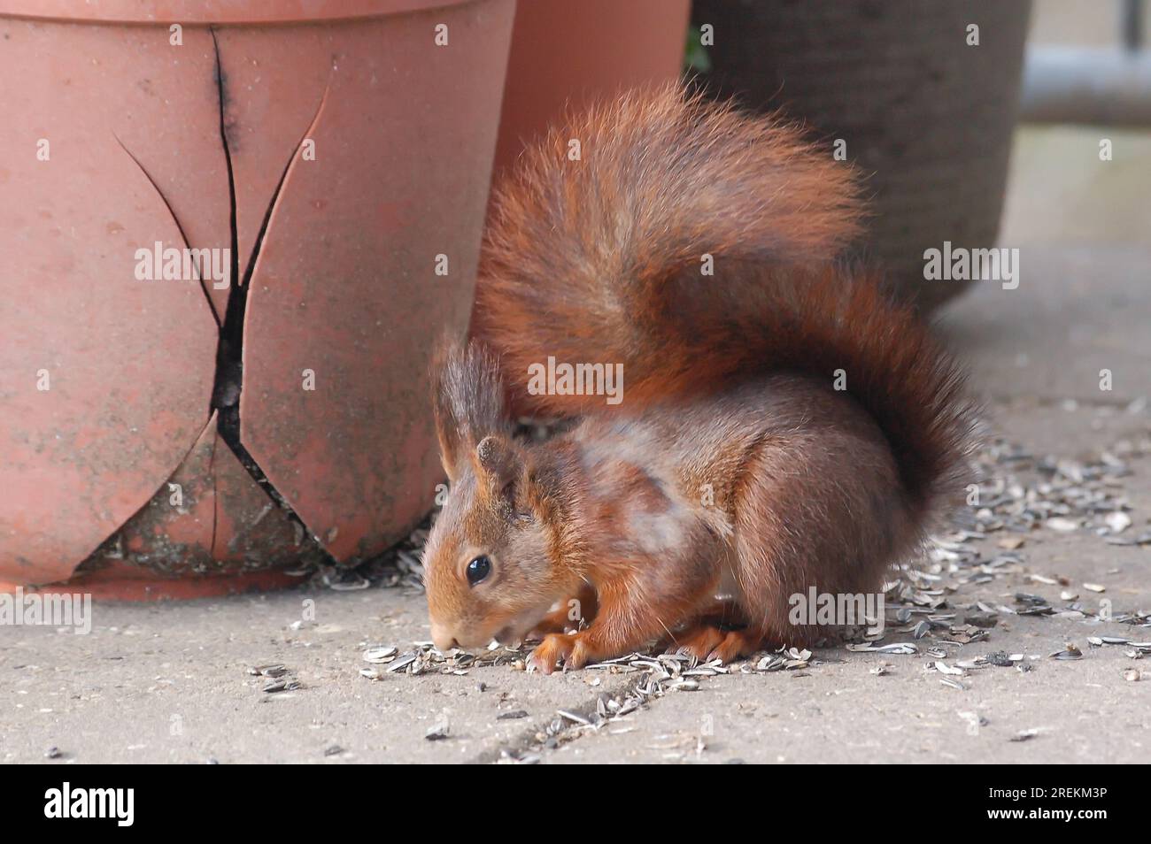 Süßes Eichhörnchen besucht die menschliche Zivilisation Stockfoto