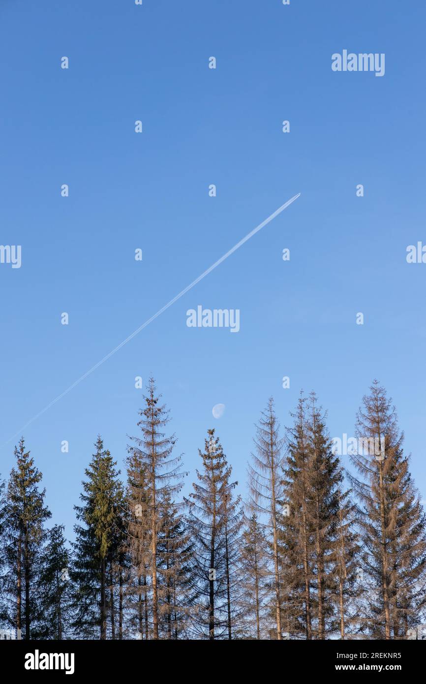 Tree Tops mit blauem Himmel Stockfoto