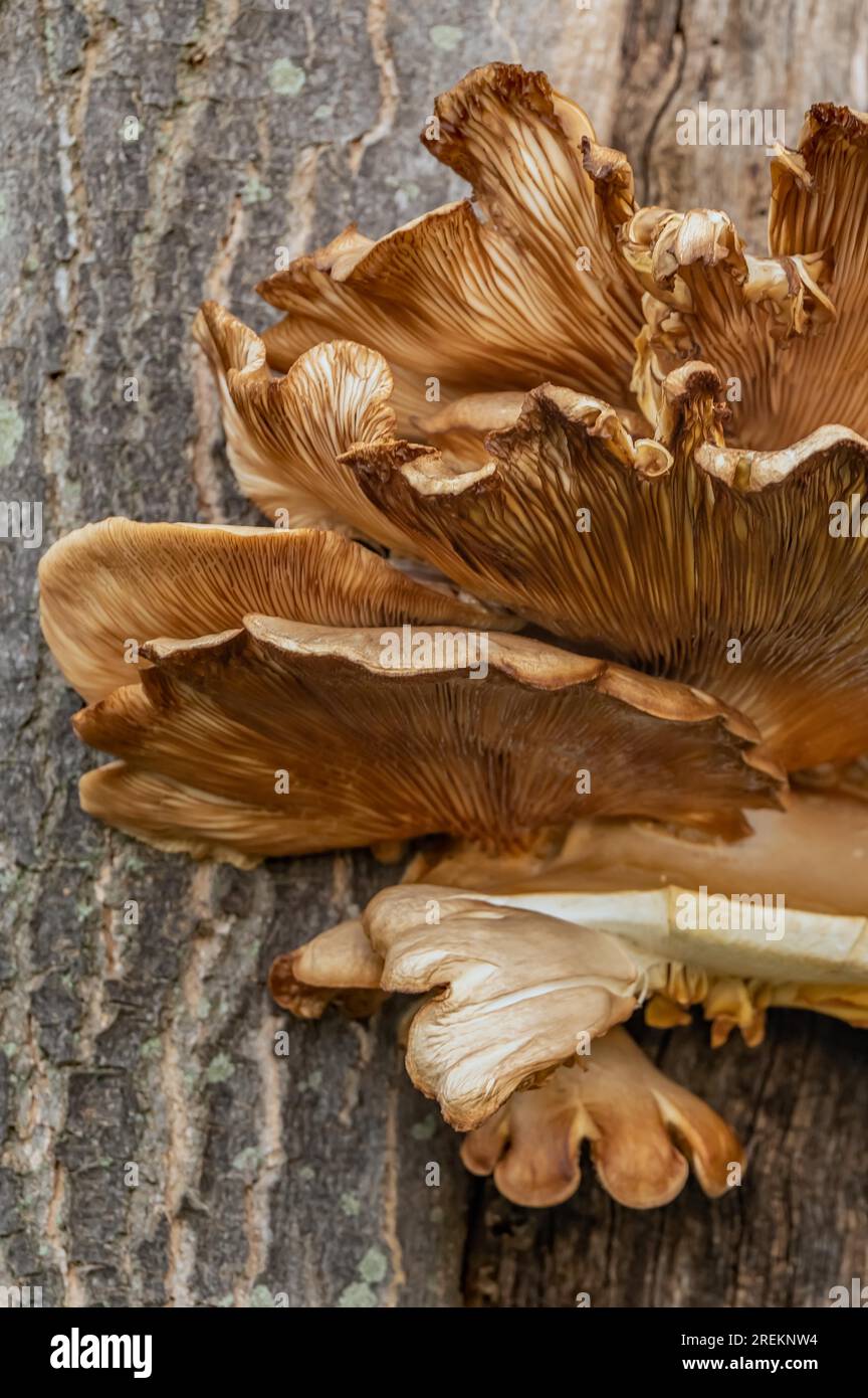 Austernseife auf einem Laubbaum Stockfoto
