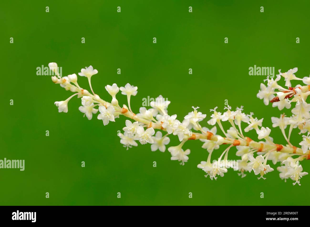 Reynoutria japonica (Fallopia japonica) (Reyonutria japonica), japanischer geflügelter Knotweed Stockfoto
