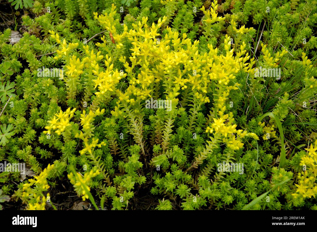 Goldmoss Mauerpfeffer (Sedum Acre) Stockfoto