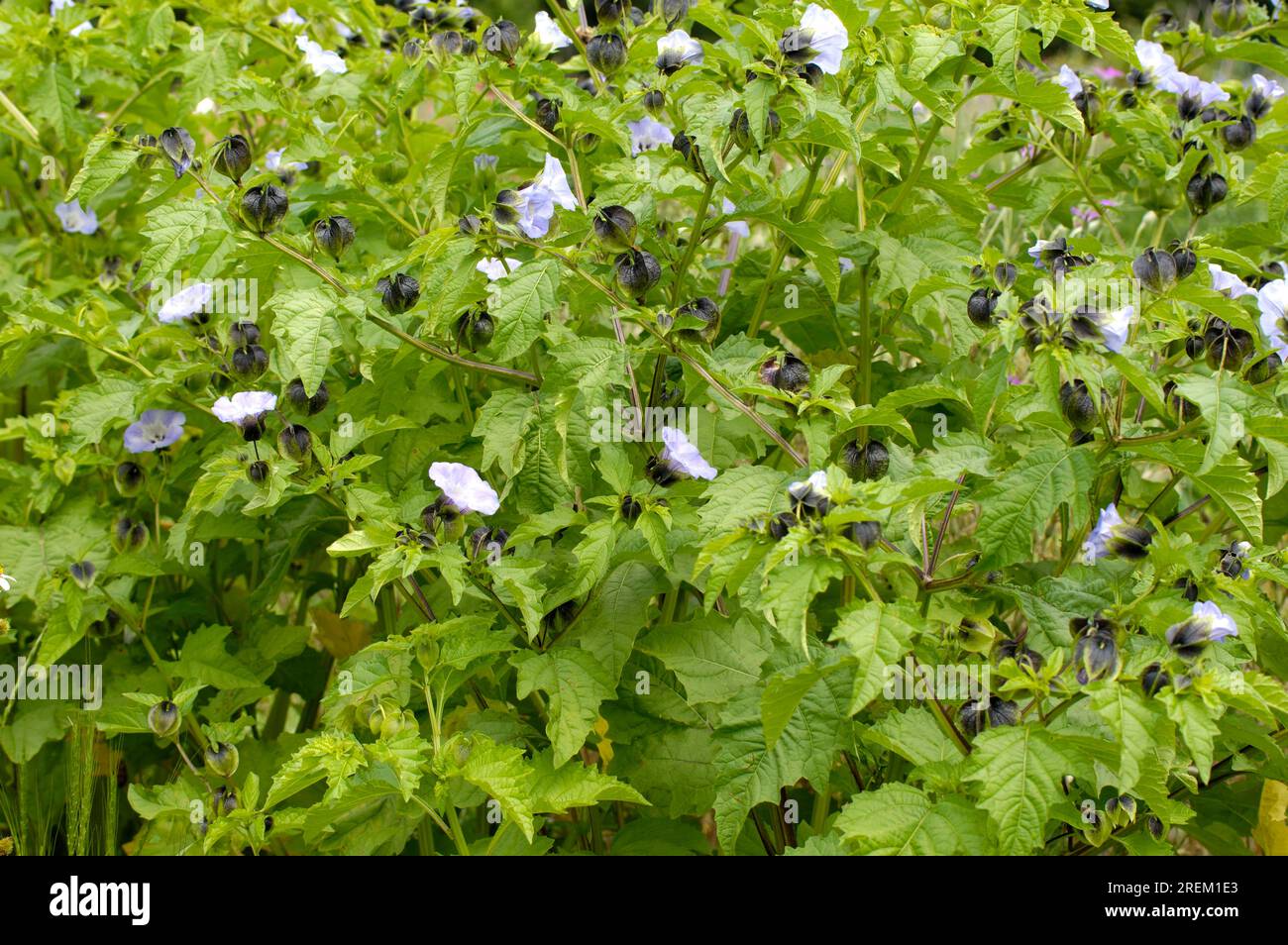 Schuppenfliegenpflanze (Nicandra physaloides), Apfel aus Peru Stockfoto