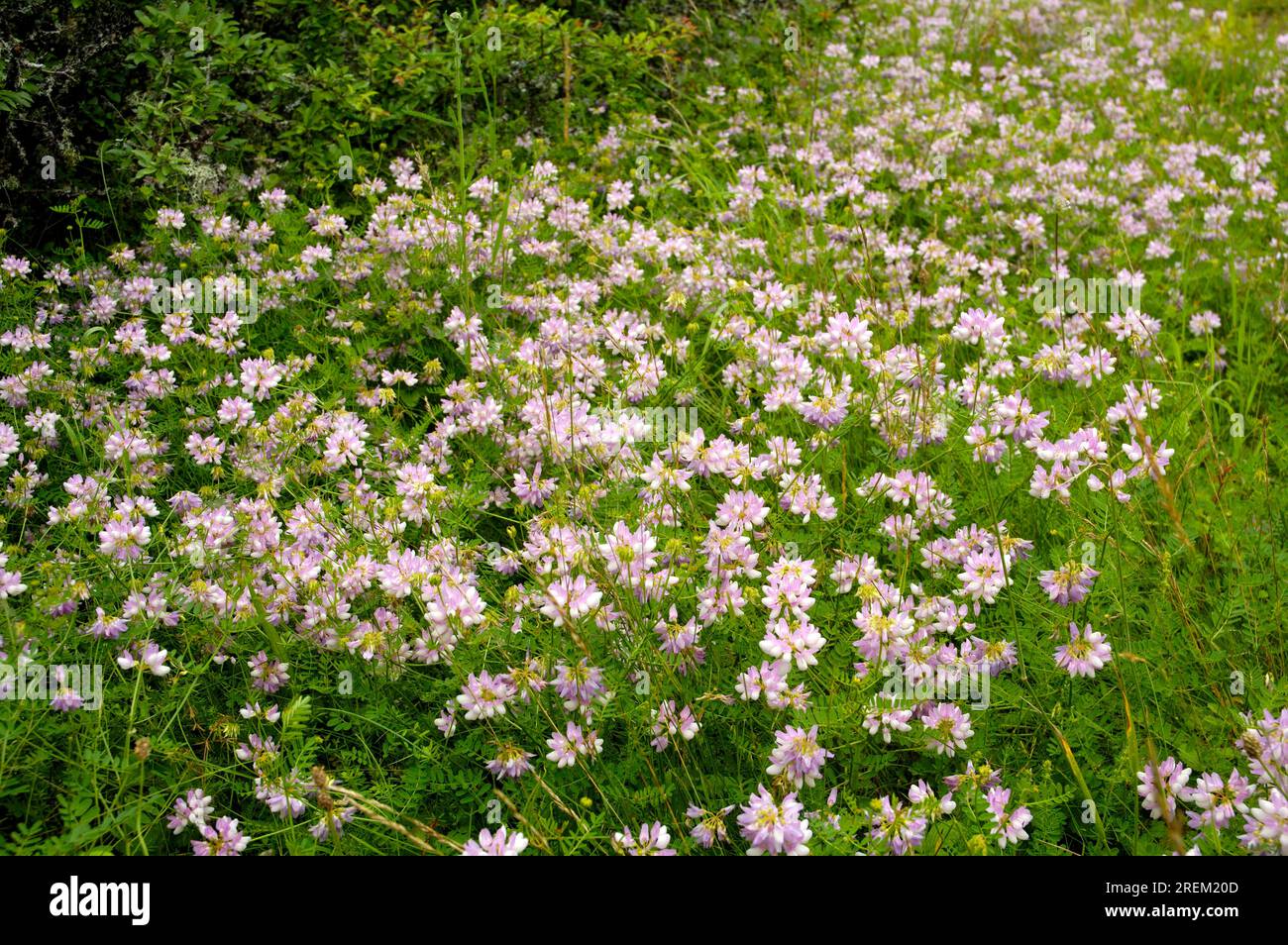 Securigera varia -Fotos und -Bildmaterial in hoher Auflösung – Alamy