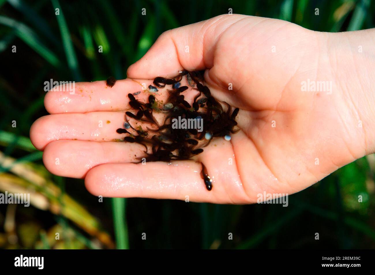 Agiler Frosch (Rana dalmatina), Kaulquappen in der menschlichen Hand, Deutschland Stockfoto