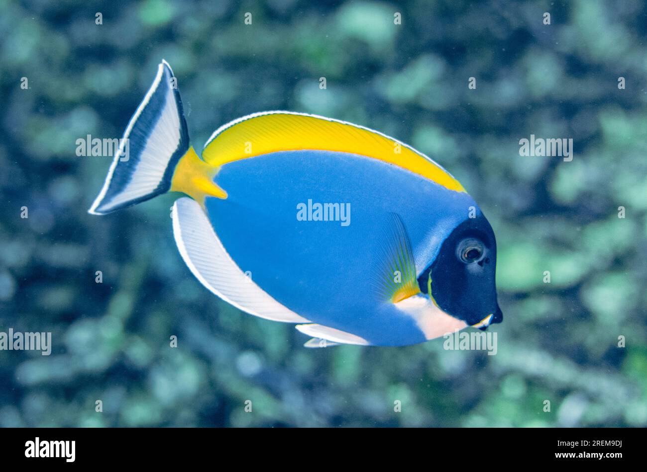 Pulverblauer Surgeonfish, Acanthurus leucosternon, Gili Tepekong Tauchplatz, Candidasa, Bali, Indonesien Stockfoto