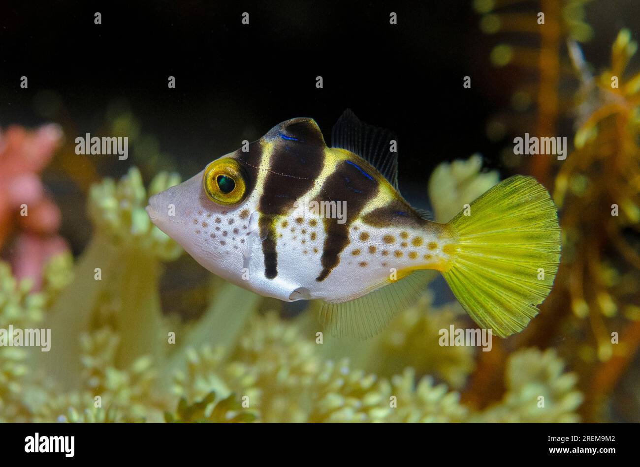 Imitieren Sie Filefish, Paraluteres prionurus, imitieren Sie den hochgiftigen Pufferfisch Sattelpuffer (Canthigaster valentini), Baung Penyu (Korallenwand) Tauchgang si Stockfoto