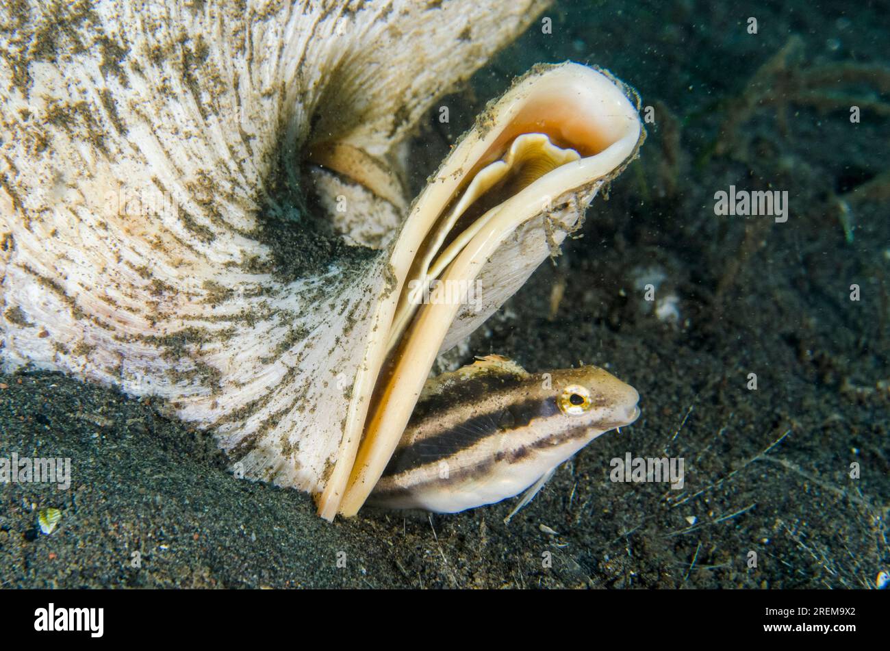 Shorthead Fangblenny, Petroscirtes brevicep, von Horned Helmet, Cassis cornuta, Puri Jati Tauchplatz, Seririt, Buleleng Regency, Bali, Indonesien Stockfoto