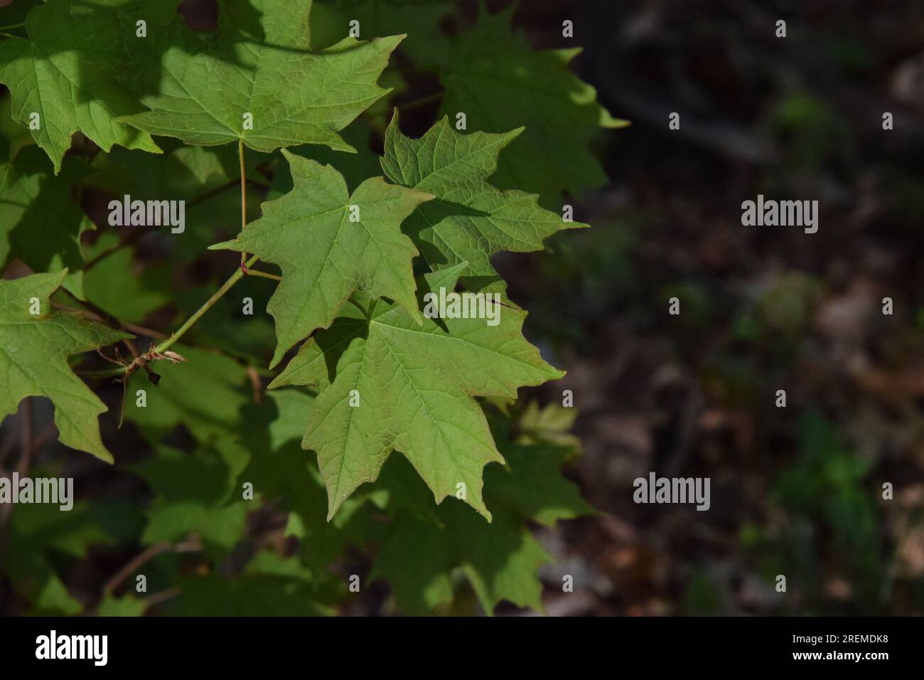 Ahornholz geht vom Spätwohnling bis zum Frühsommer und saugt die Sonne auf. Stockfoto