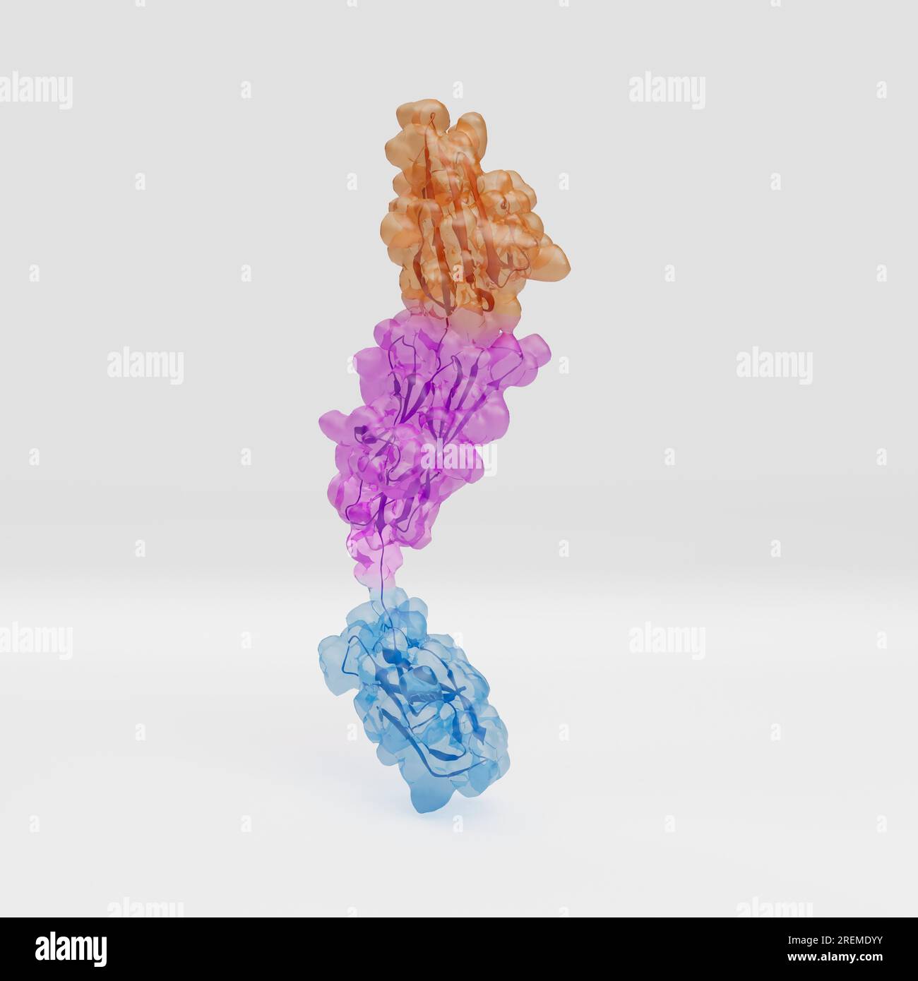 Darstellung der extrazellulären V- (orange), C1- (magenta) und C2- (cyan) Domänen des Rezeptors für Endprodukte der fortgeschrittenen Glykation (RAGE). Dieses Transmembranprotein gehört zur Immunglobulin-Superfamilie und kann an mehrere Moleküle binden. Die Bindung führt zu einer Signalkaskade, die eine proinflammatorische Genaktivierung verursacht. Der Ausdruck VON WUT wird durch zelluläre Belastungen wie Entzündungen stimuliert, und so führt dies zu einem positiven Feedback-Zyklus, der zu einer chronischen Entzündung führt. Stockfoto