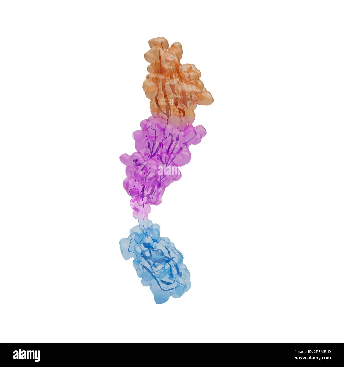 Darstellung der extrazellulären V- (orange), C1- (magenta) und C2- (cyan) Domänen des Rezeptors für Endprodukte der fortgeschrittenen Glykation (RAGE). Dieses Transmembranprotein gehört zur Immunglobulin-Superfamilie und kann an mehrere Moleküle binden. Die Bindung führt zu einer Signalkaskade, die eine proinflammatorische Genaktivierung verursacht. Der Ausdruck VON WUT wird durch zelluläre Belastungen wie Entzündungen stimuliert, und so führt dies zu einem positiven Feedback-Zyklus, der zu einer chronischen Entzündung führt. Stockfoto