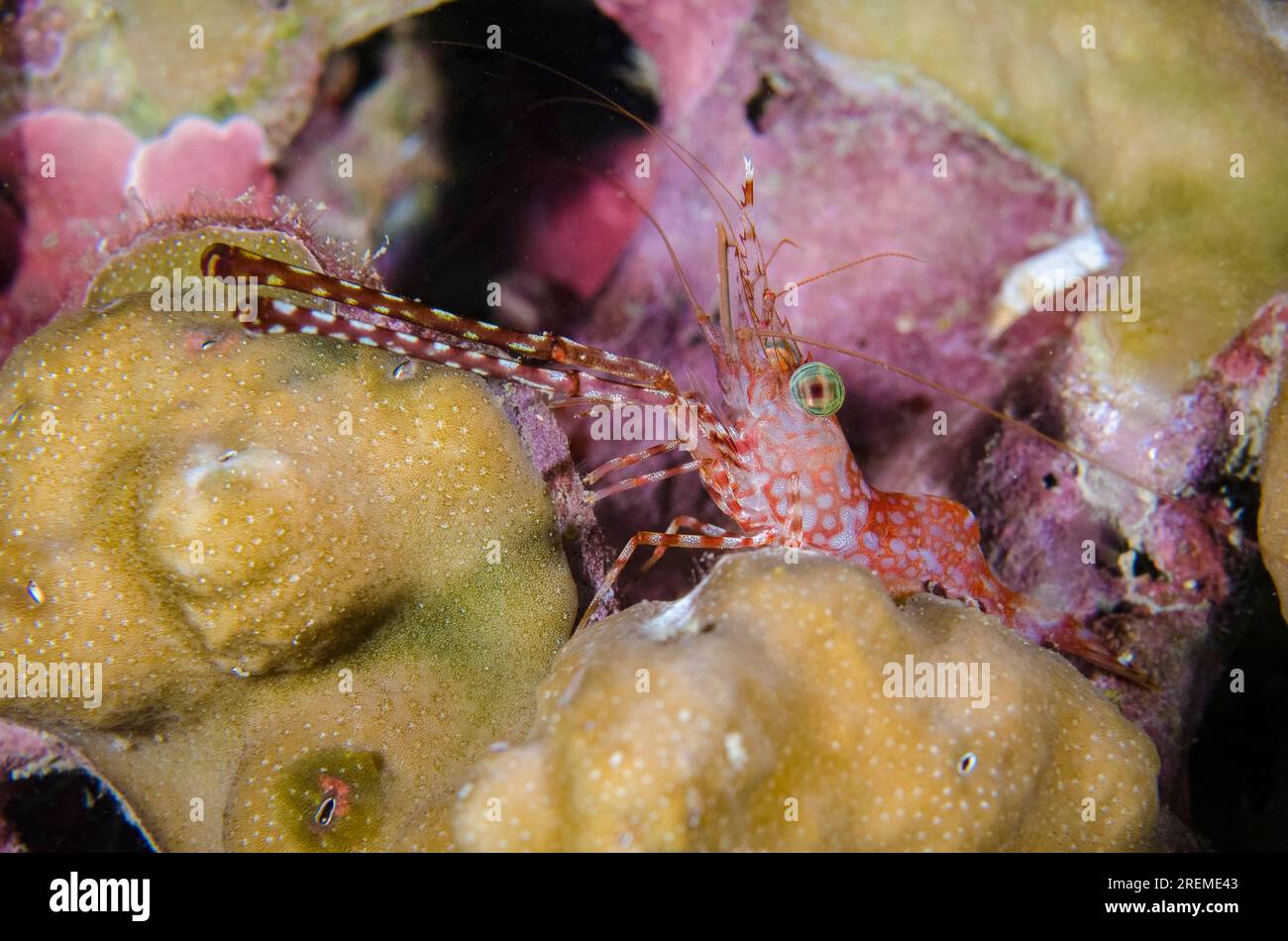 Schnabelgarnele, Cinetorhynchus reticulatus, mit langen Krallen auf Hartkorallen, Scleractinia Order, Nachttauchen, Mimpi Channel Jetty Tauchplatz Stockfoto