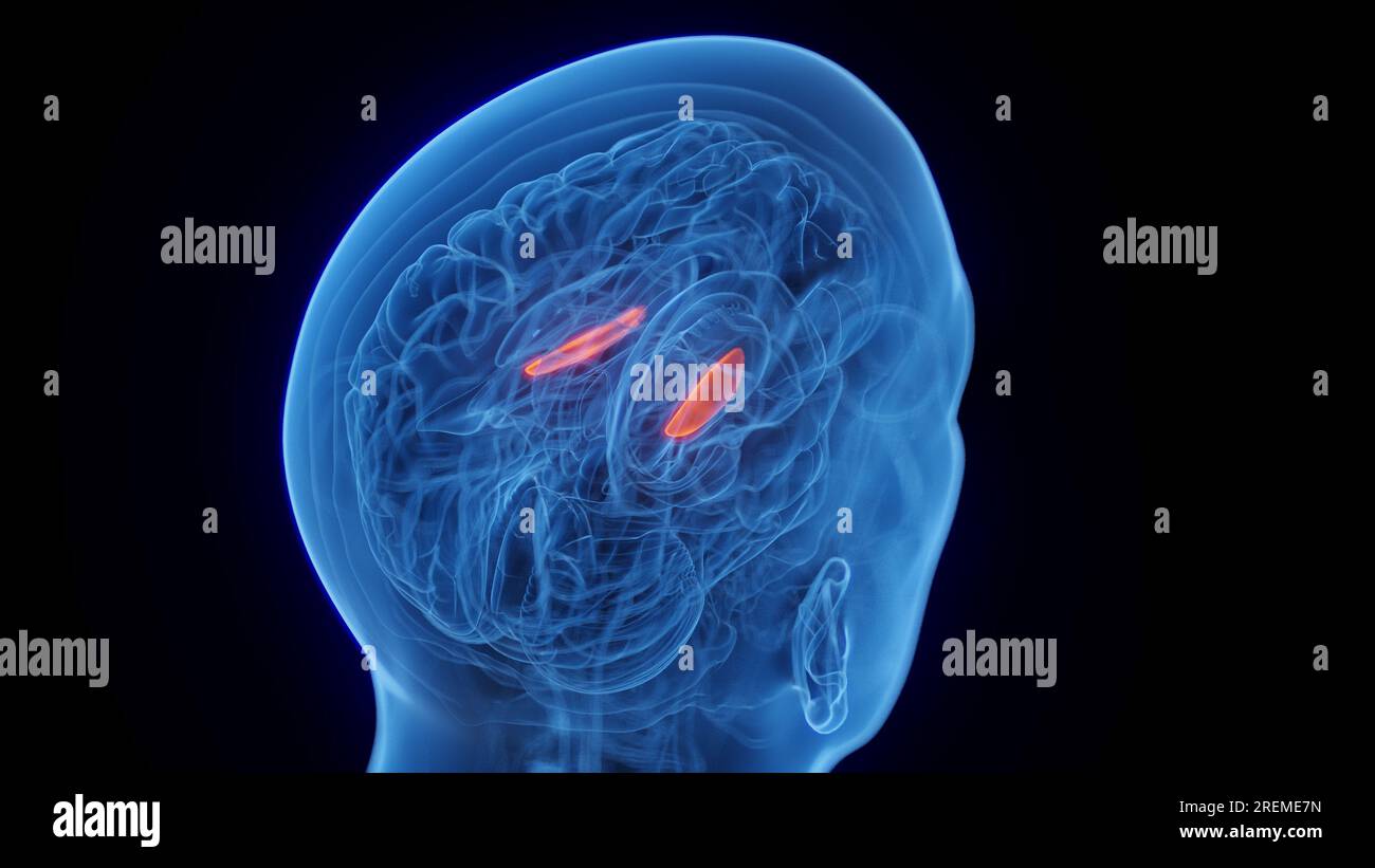 Medialer Globus pallidus, Illustration. Stockfoto