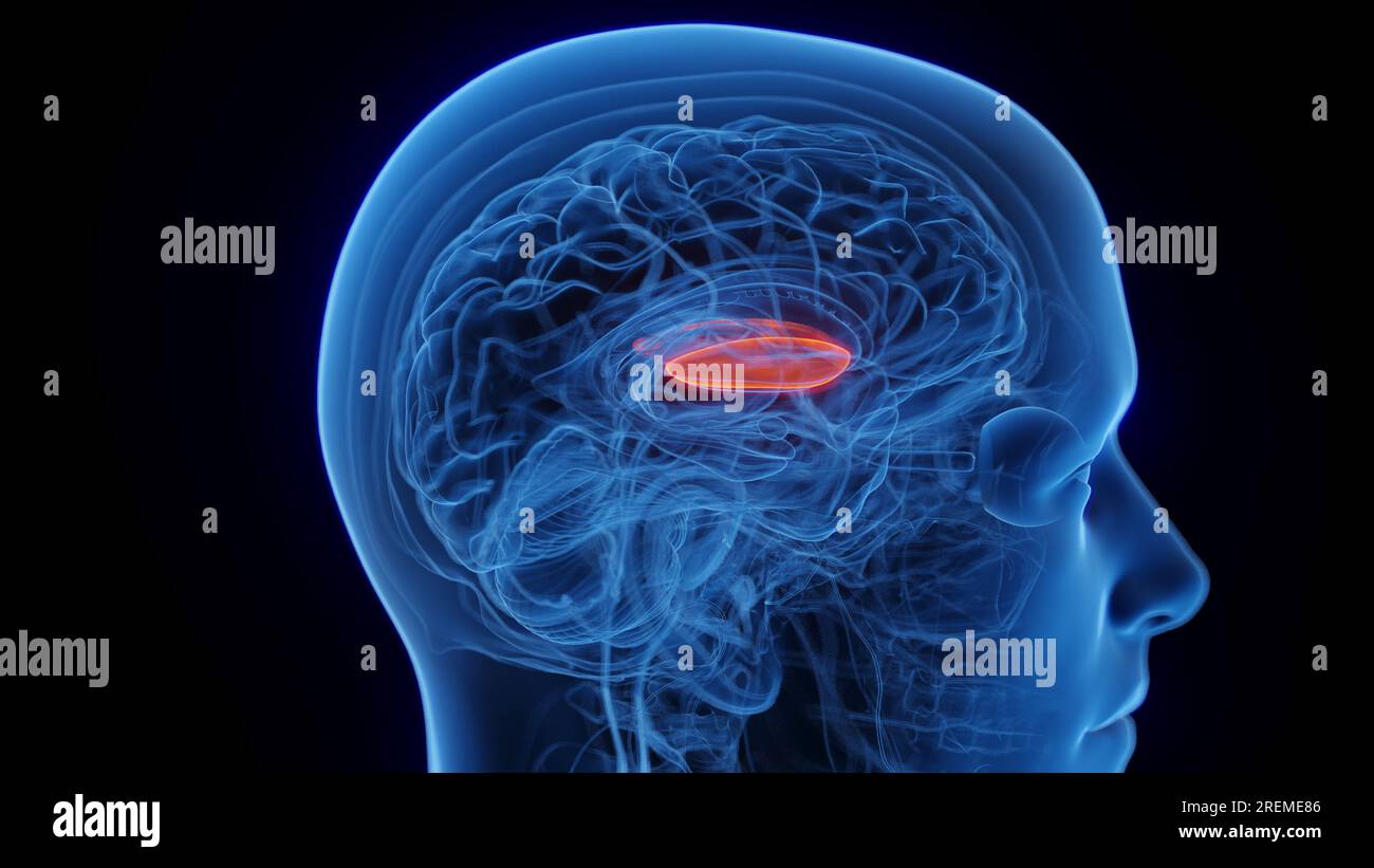 Seitlicher Globus pallidus, Abbildung. Stockfoto