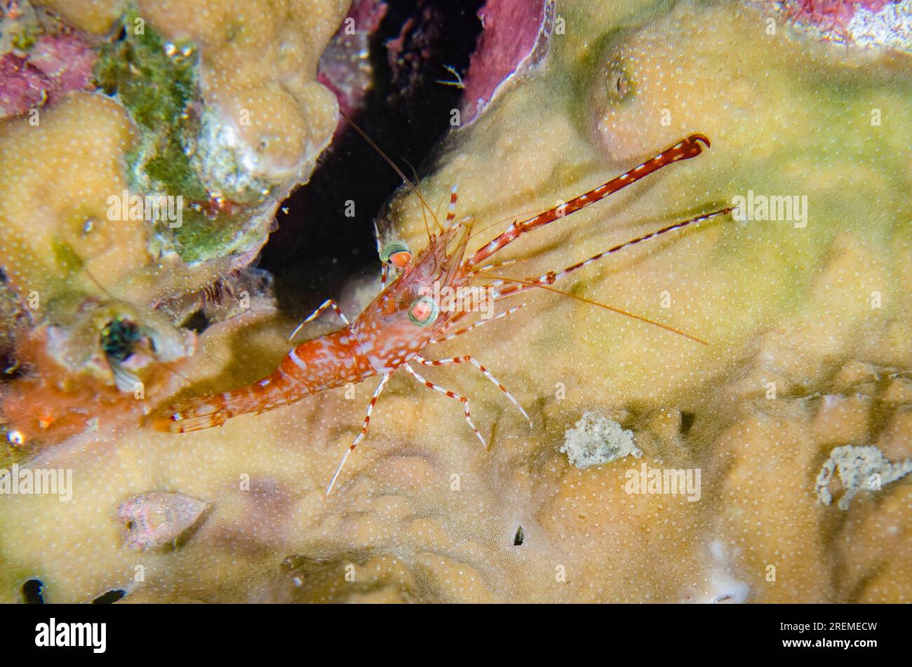 Schnabelgarnele, Cinetorhynchus reticulatus, mit langen Krallen auf Hartkorallen, Scleractinia Order, Nachttauchen, Mimpi Channel Jetty Tauchplatz Stockfoto