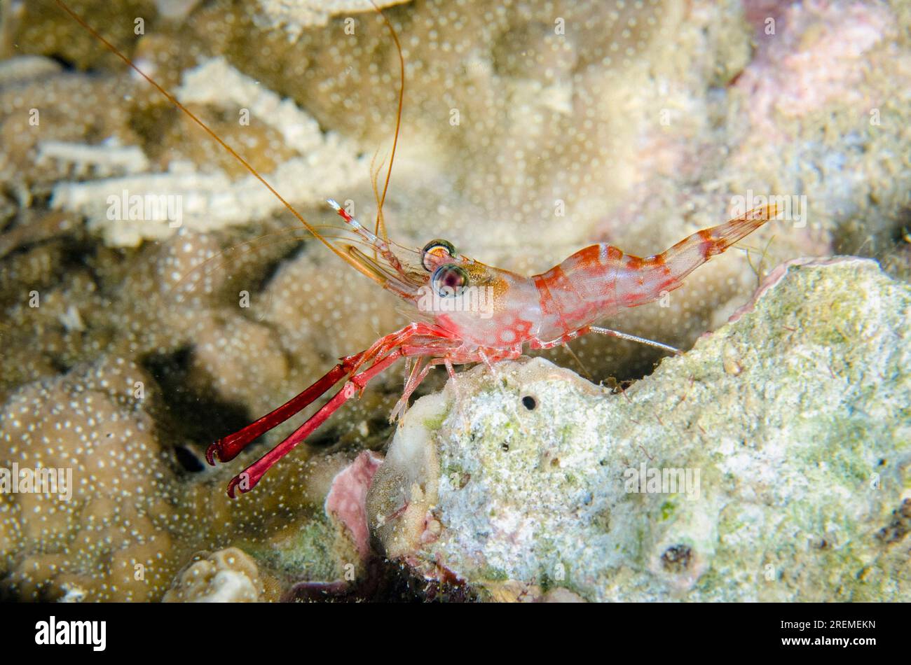 Schnabelgarnele, Cinetorhynchus reticulatus, mit langen Krallen auf Hartkorallen, Scleractinia Order, Nachttauchen, Mimpi Channel Jetty Tauchplatz Stockfoto