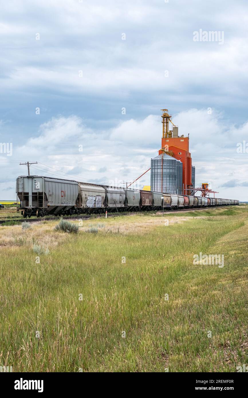 Eisenbahnkornautos befinden sich auf einem Seitengleis in der Nähe eines modernen Getreideaufzugs, ländlich von Saskatchewan. Stockfoto