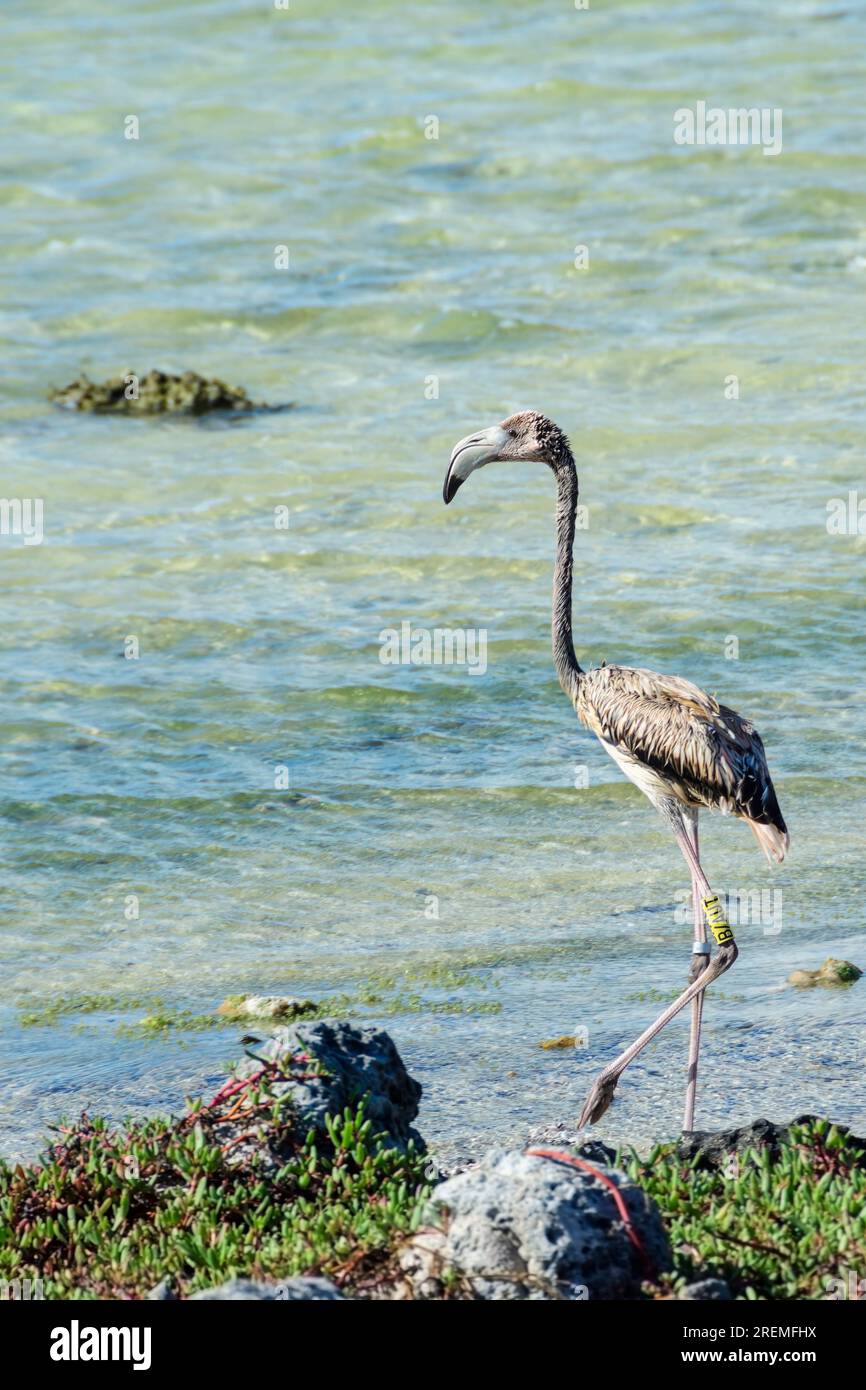 Junger amerikanischer Flamingo, Phoenicopterus ruber. Die rosa oder rötliche Farbe von Flamingos kommt von Carotinoiden in ihrer Ernährung. Stockfoto