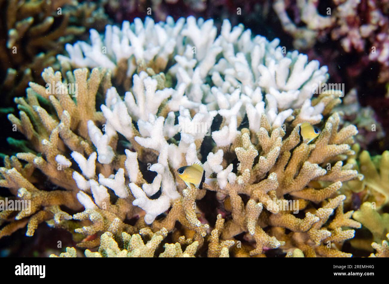 Staghorn Coral, Acropora sp., gebleicht aufgrund der globalen Erwärmung mit Blackbar Chromis, Chromis retrofasciata, Tauchplatz Mangroves, Menjangan Island, Bulel Stockfoto
