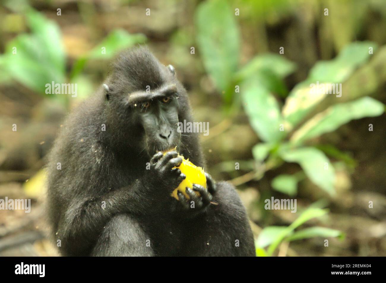 Eine Macaca nigra (Celebes Crested Macaque) befindet sich auf dem Waldboden, während sie eine Frucht im Naturschutzgebiet Tangkoko, North Sulawesi, Indonesien, isst. Stockfoto