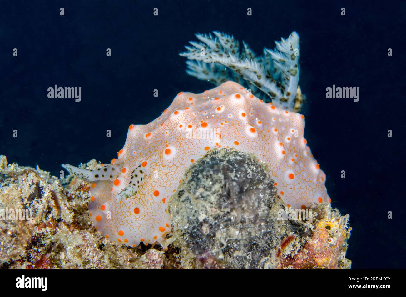 Batangas Halgerda Nudibranch, Halgerda batangas, Tauchplatz des Unterwassertempels, Pemuteran, Buleleng Regency, Bali, Indonesien Stockfoto