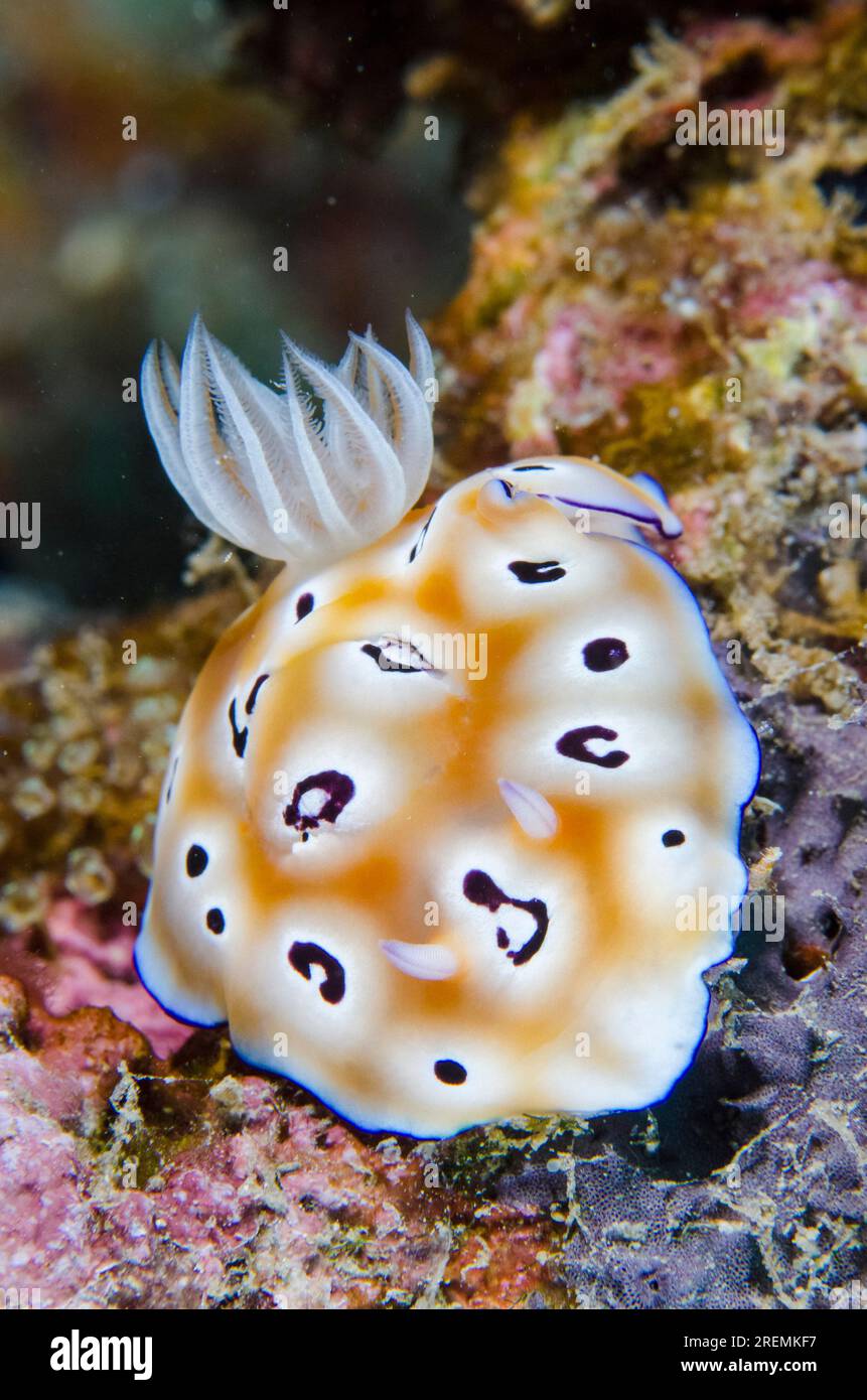 Ocellate Phyllidia Nudibranch, Goniobranchus leopardusa, Tauchplatz des Unterwassertempels, Pemuteran, Buleleng Regency, Bali, Indonesien Stockfoto