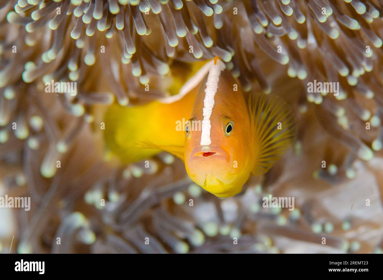 Orangenanemonfisch, Amphiprion Sandaracinos, in schützender Lederfarbe Sea Anemone, Heteractis crispa, einsamer Baum Tauchplatz, Dili, Osttimor Stockfoto