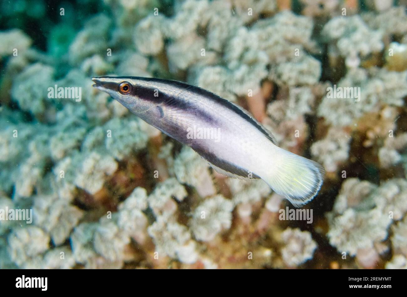 Weibliche Bicolor Cleaner Wrasse, Labroides Bicolor, Cristo Rei Tauchplatz, Dili, Osttimor Stockfoto