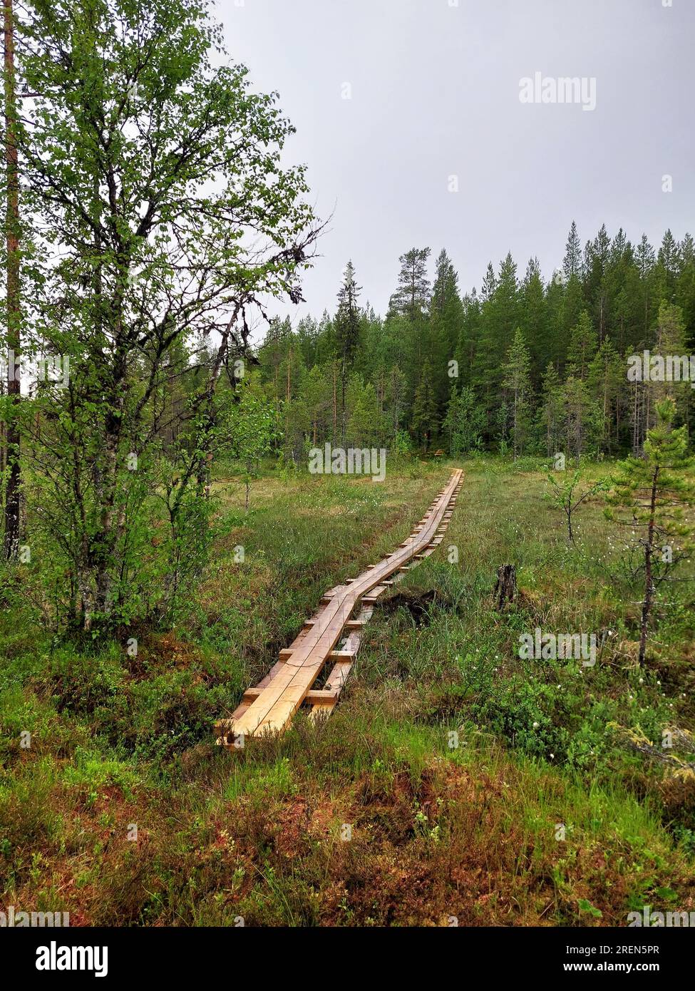 Wanderweg mit Brettern, die durch Feuchtgebiete in Schweden führen. Stockfoto