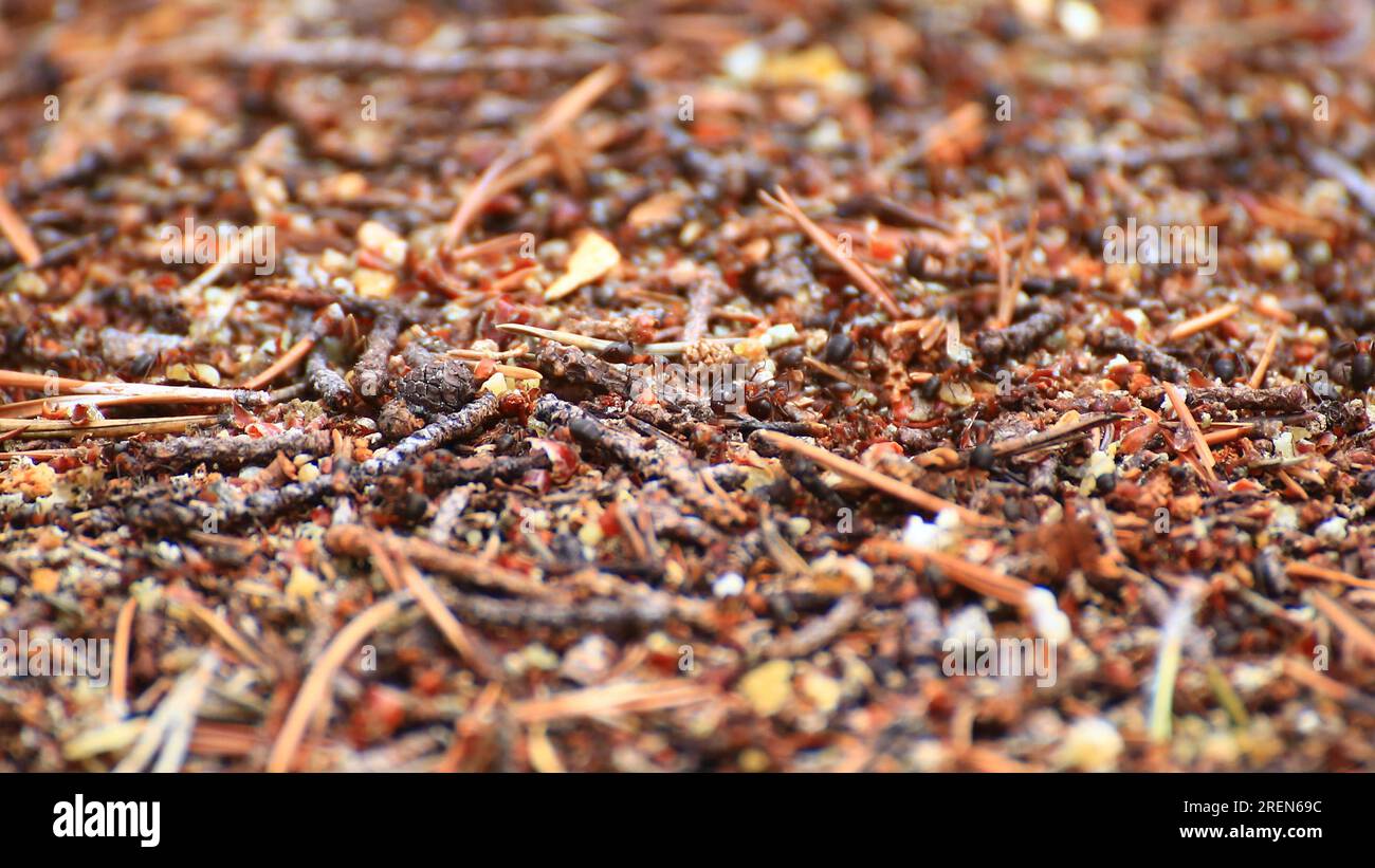 Makroaufnahme eines Ameisenhügels im Wald. Stockfoto