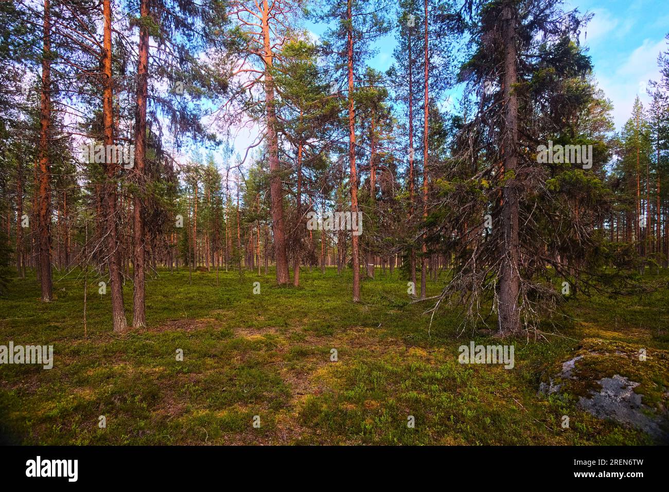 Der natürliche Nadelwald im Abendlicht im nordenschwedischen Naturschutzgebiet Norravasund. Stockfoto