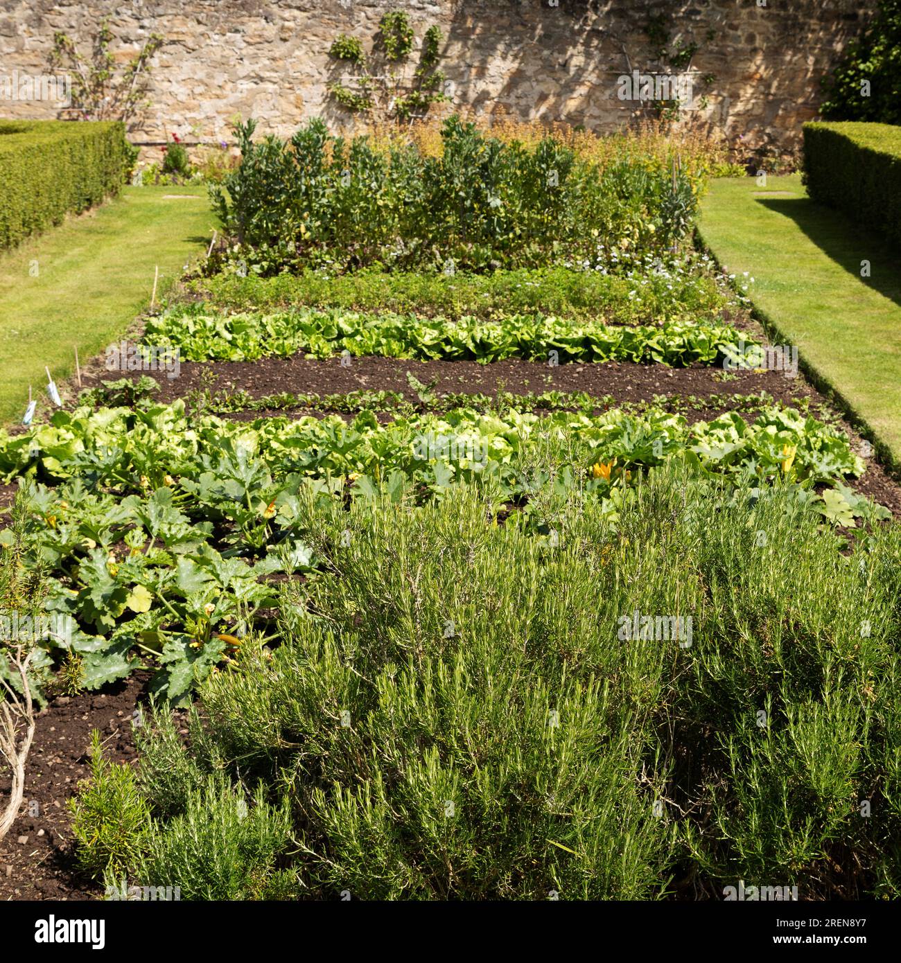 Ein ummauerter Garten in England. Kräuter und Gemüse wachsen im Garten. Stockfoto
