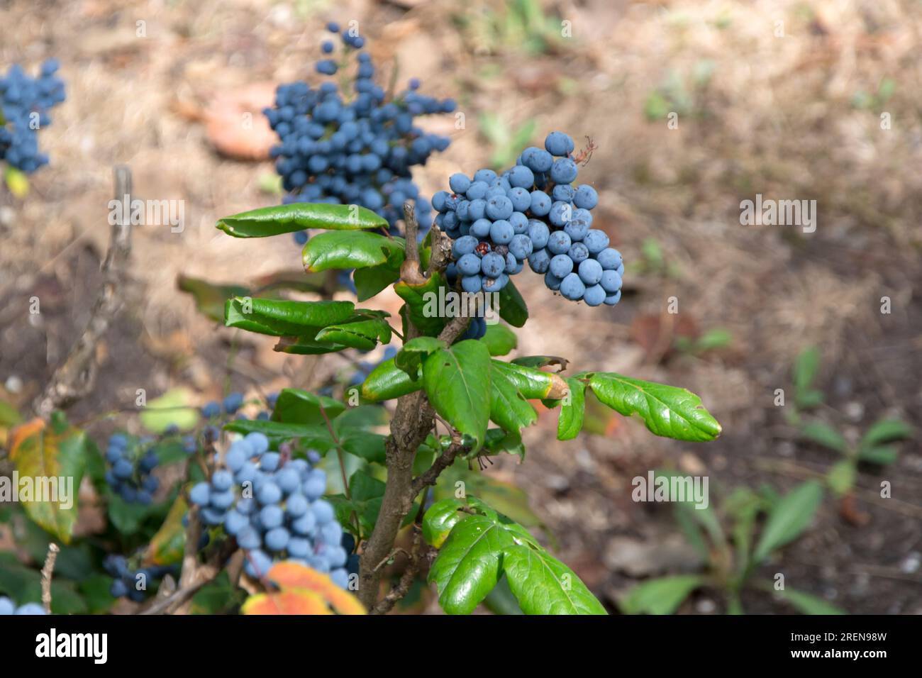 Nahaufnahme eines Strauchs aus Oregon-Trauben (Mahonia aquifolium) mit reifen bläulichschwarzen Beeren, die in der traditionellen Medizin und für kulinarische Zwecke verwendet werden. Horizontal Stockfoto