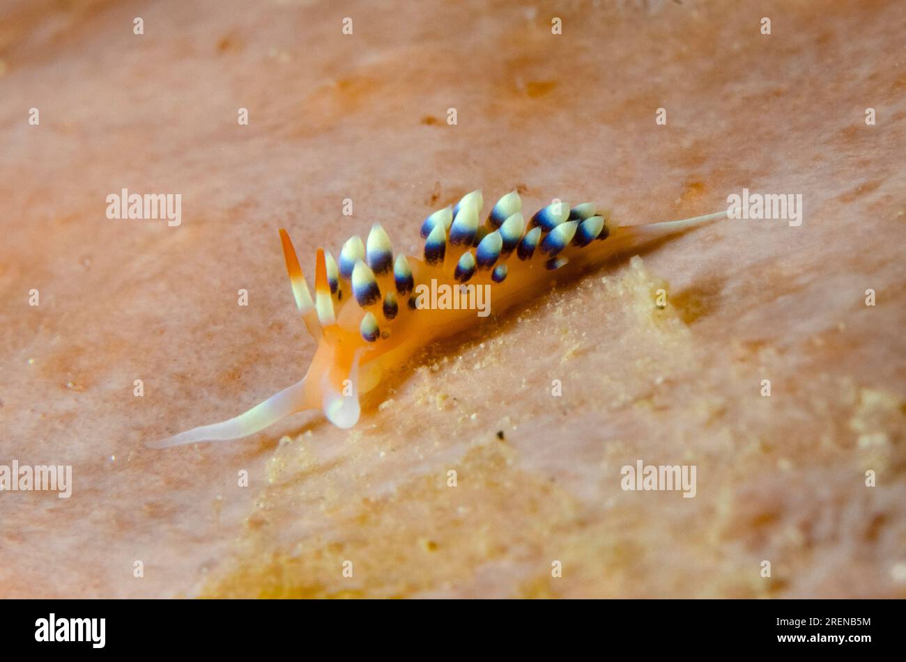 Indische Caloria Nudibranch, Caloria indica, Tauchplatz Cristo Rei, Dili, Osttimor Stockfoto