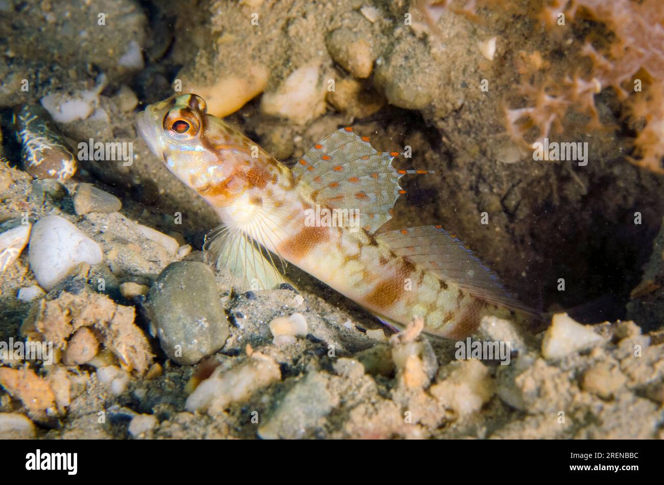 Masuis Shrimpgoby, Amblyeleotris masuii, Tasi Tolu Tauchplatz, Dili, Osttimor Stockfoto