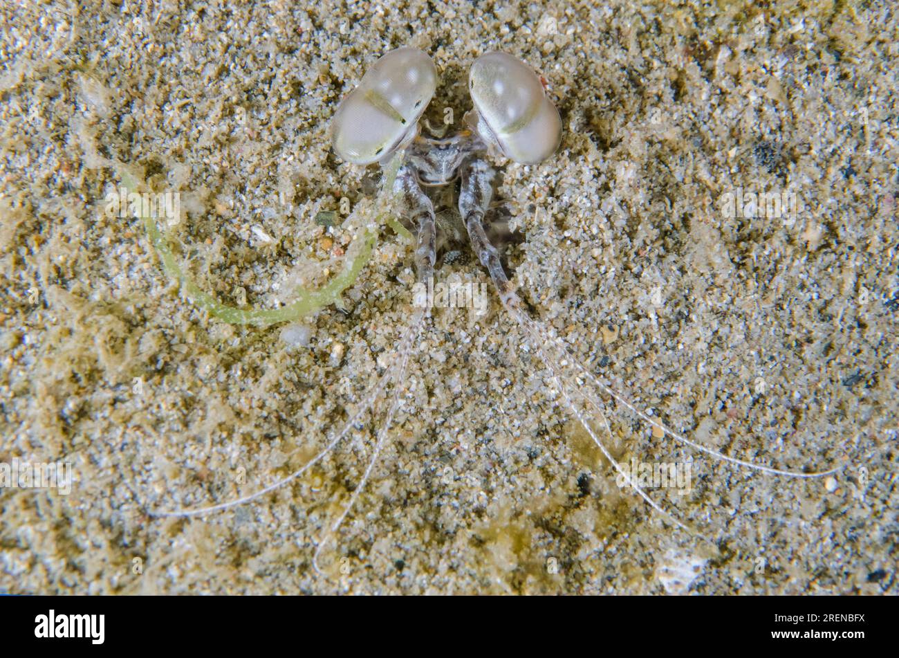 Spearing Mantis Shrimp, Lysiosquillina sp., getarnt in Loch in Sand, Nachttauchen, Dili Rock East Tauchplatz, Dili, Osttimor Stockfoto