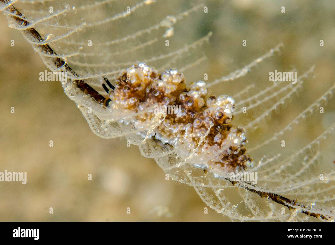 DoTo Nudibranch, doTo sp, on Hydroid, Hydrozoa-Klasse, Tasi Tolu Tauchplatz, Dili, Osttimor Stockfoto