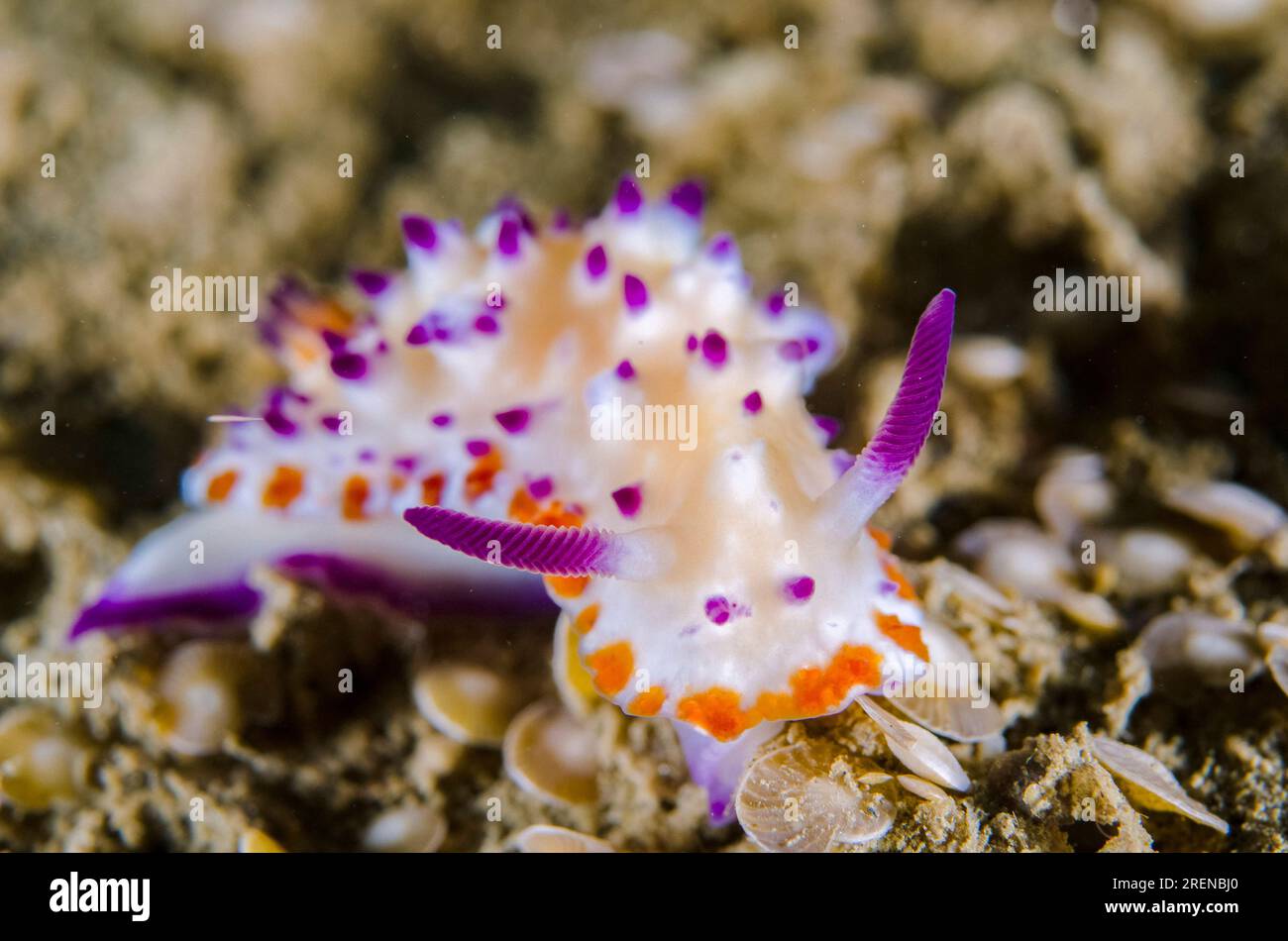 Mehrere Pusteln Mexichromis Nudibranch, Mexichromis multituberculata, kriechen auf Sand mit Foraminifera Muscheln, Foraminifera Infraphylum, Tasi Tolu di Stockfoto