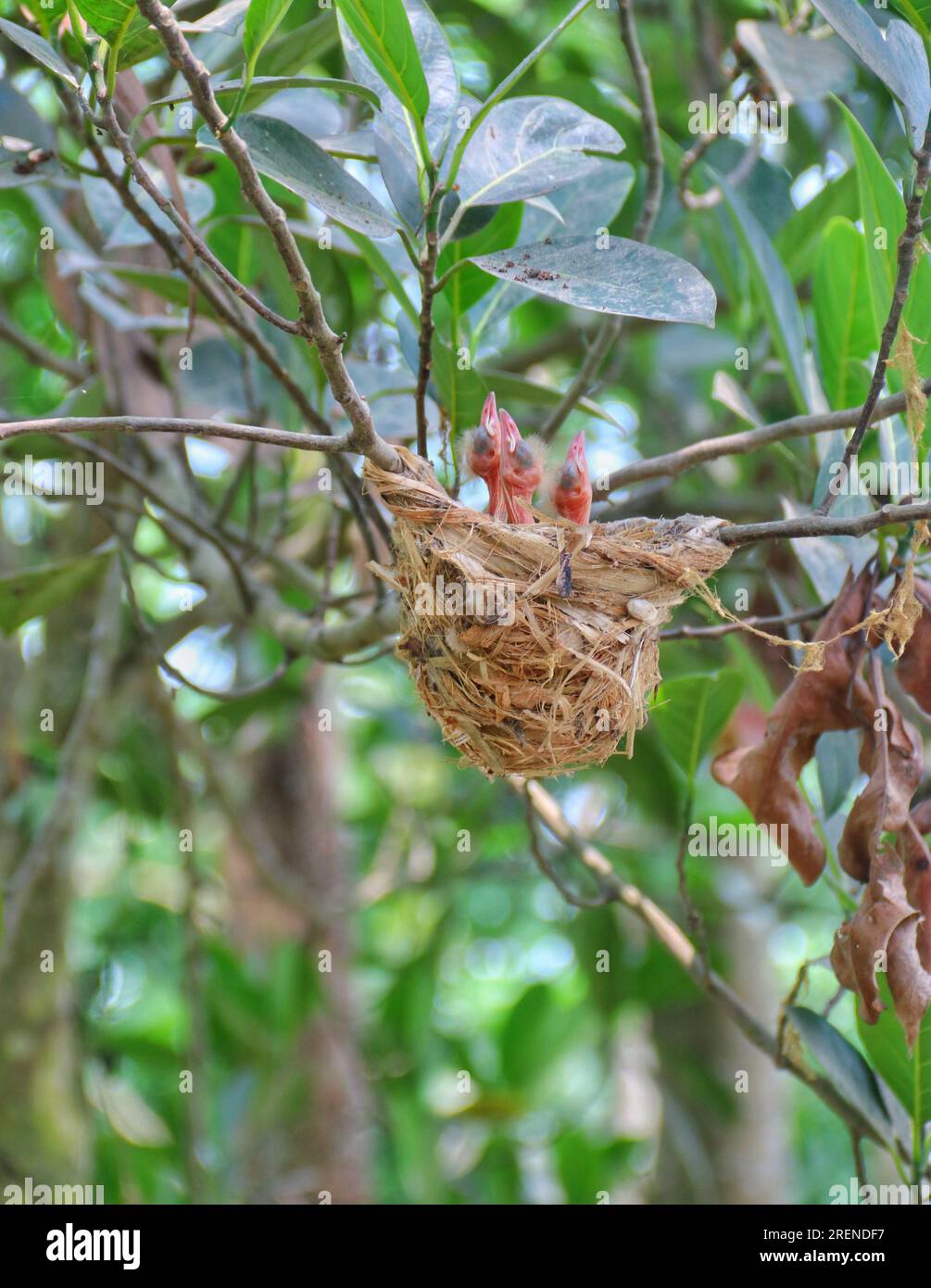 Baby-Vogel auf einem Nest. Makrofotografie. Vogelfotografie. Stockfoto