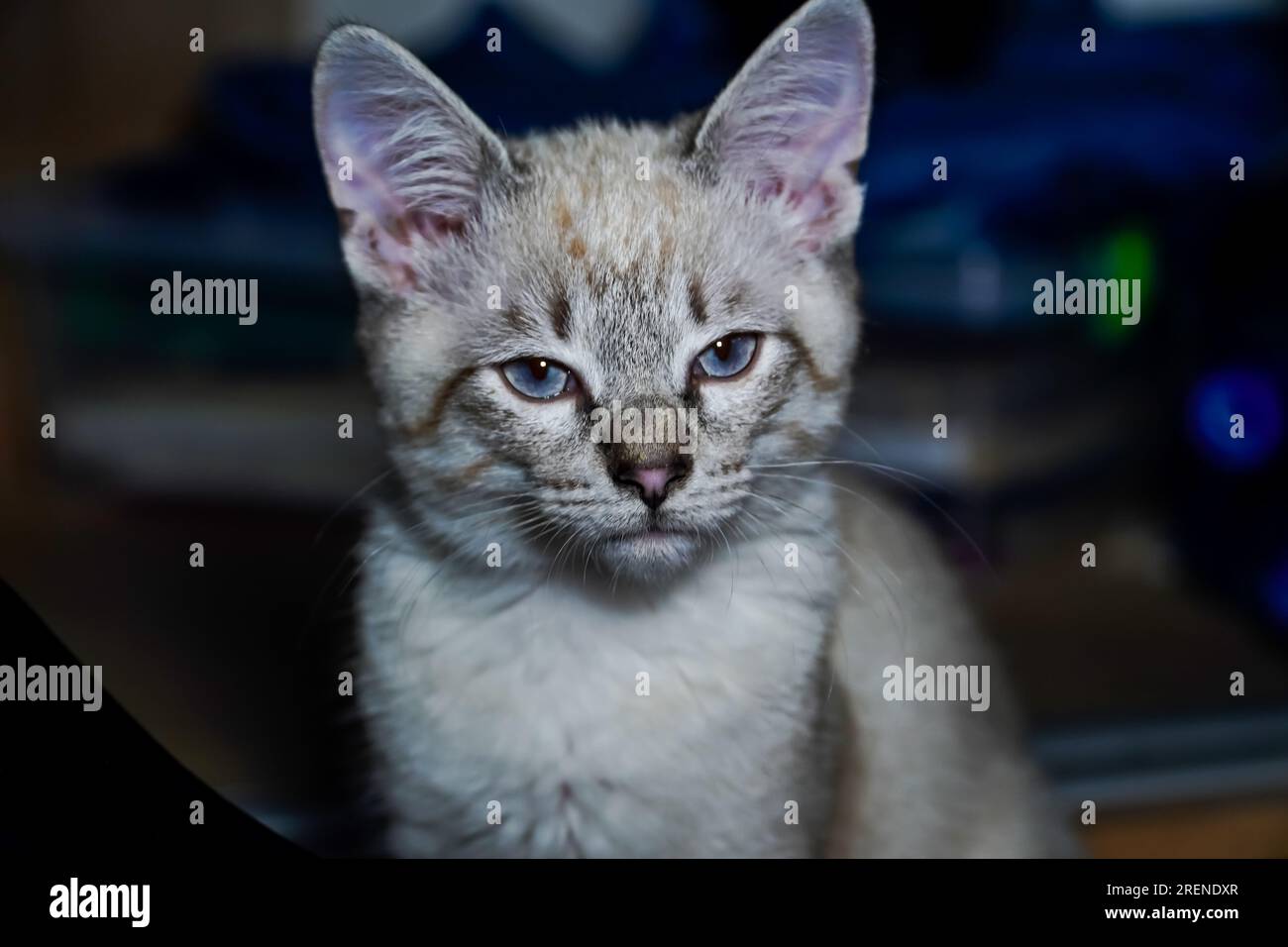 Der Maulkorb einer grauen flauschigen Katze mit schielenden Augen, Katzennaht Stockfoto