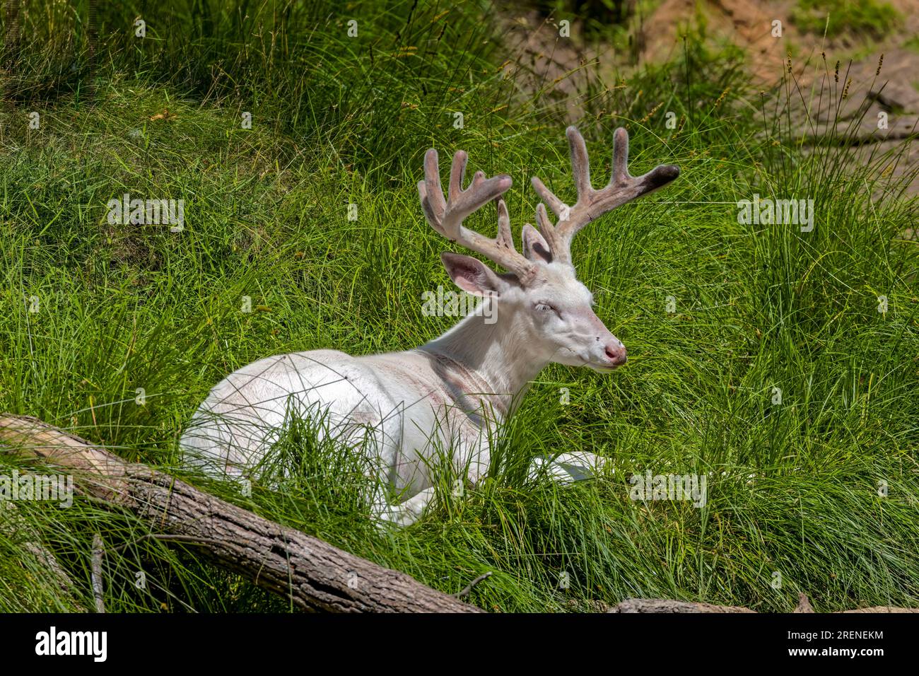 Eine seltene weiße Form des Weißschwanzhirsches. Rentier mit Geweih aus Samt. Stockfoto