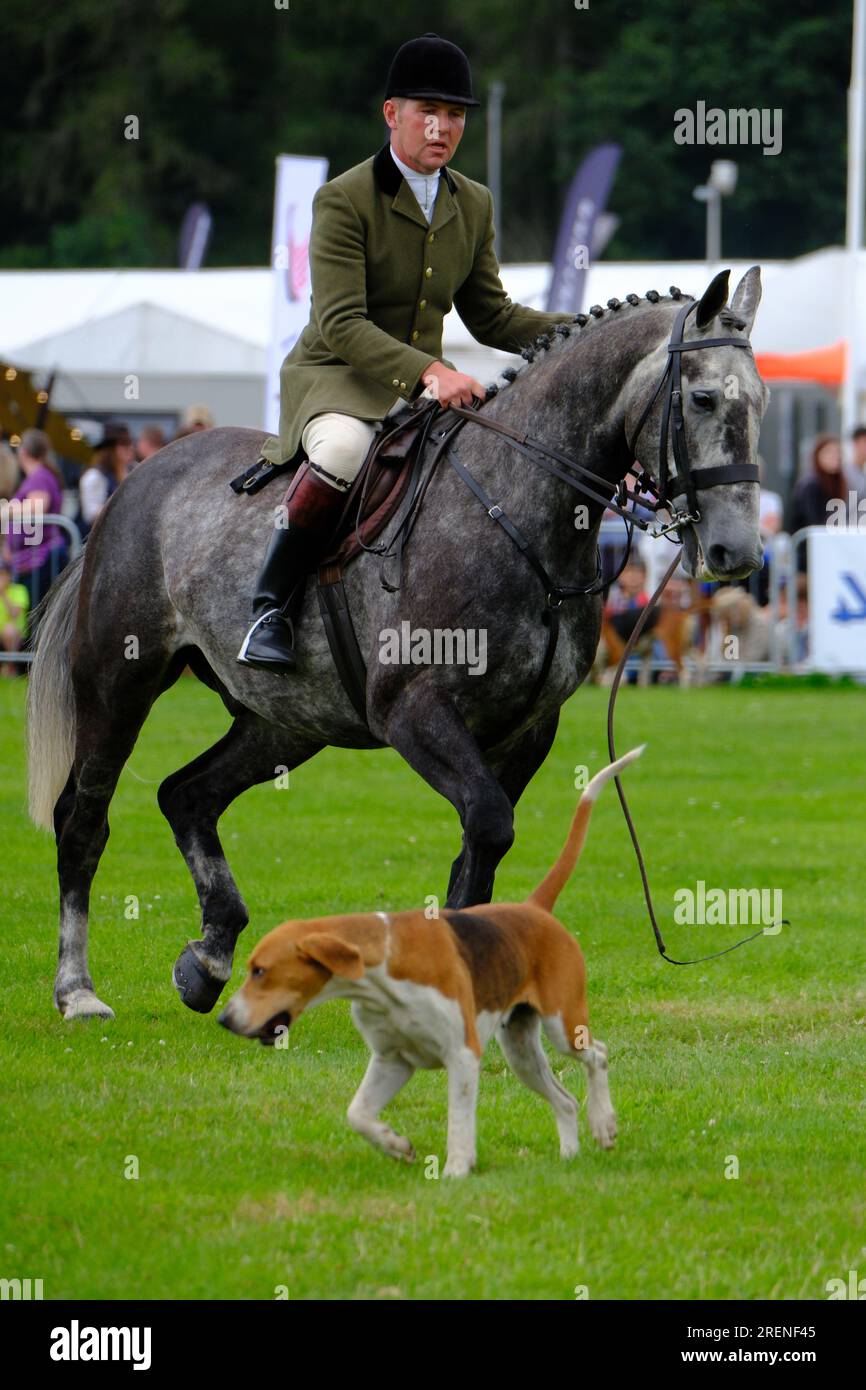 Alcester, Warwickshire, Großbritannien. Freitag, 28. Juli 2023. Jäger aus vielen berühmten Hundeschichten, darunter die Warwickshire Hunt aus der Region West Midlands, brachten ihre Hunde in die Main Arena, um während der Game Fair 2023 in Ragley Hall (28-30. Juli 2023) in Alcester, Warwickshire, eine Parade zu veranstalten. Kredit: Ian Tennant /Alamy Live News. Stockfoto