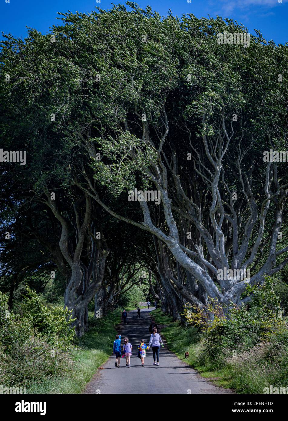The Dark Hedges, 250 Jahre alte Buchenbäume, die als Schauplatz in Game of Thrones, Antrim, Nordirland verwendet wurden Stockfoto